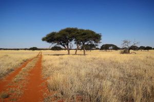 Benfontein Nature Reserve