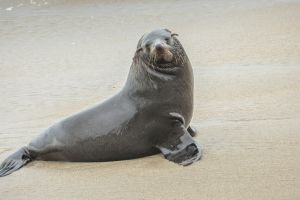 Cape Cross Seal Reserve