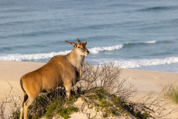 De Hoop Trail — Vlei to Whales