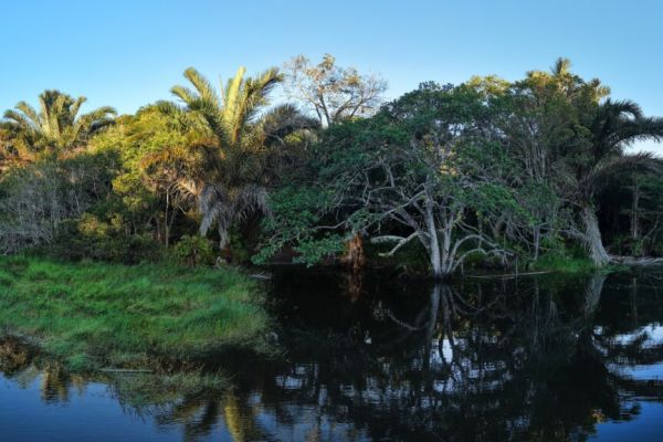 Coastal forest reflected in still water at Kosi Bay