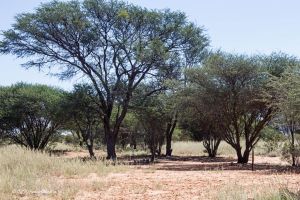Molopo Oog Nature Reserve