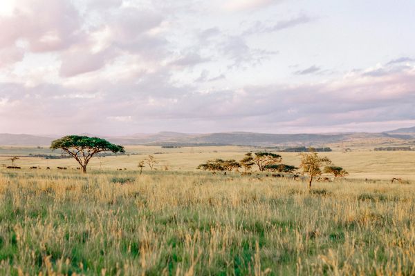 Nambiti Plains Private Game Reserve