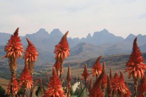 Cathedral Peak Nature Reserve (Didima)