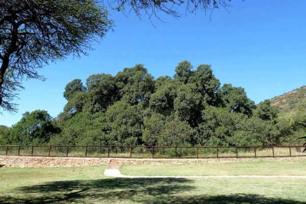 Wonderboom Nature Reserve