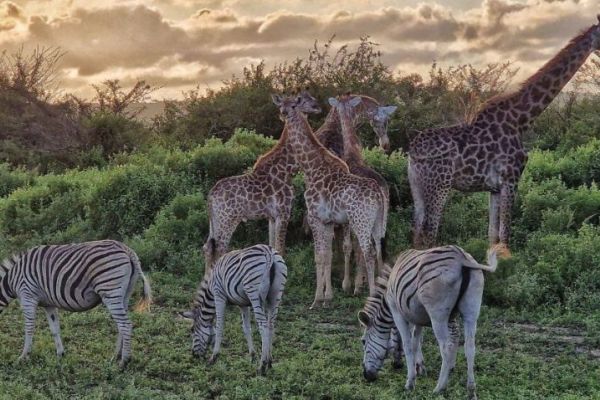 Thula Thula Private Game Reserve
