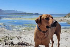 Canine Camino