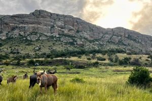 Mount Everest Game Reserve