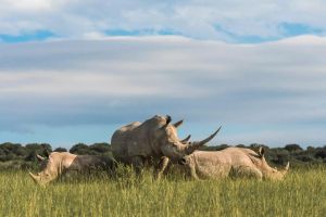 Shamwari Private Game Reserve