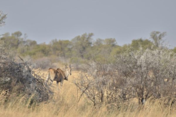 Mafikeng Game Reserve