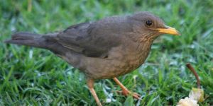 Abe Bailey Nature Reserve - Karoo Thrush