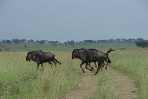 Bonamanzi Game Reserve