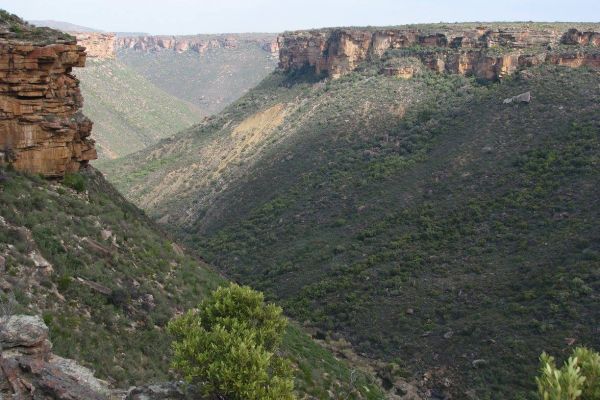 Oorlogskloof Rock Pigeon Trial