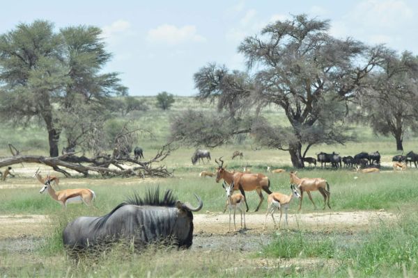 Kgalagadi Transfrontier Park - Botswana
