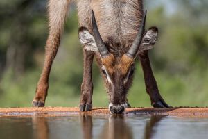 Karongwe Private Game Reserve
