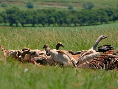 Mzimkulu Vulture Hide