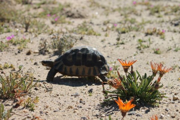 Namaqua Silver Sands Trail