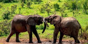 SANParks Addo Rest Camp