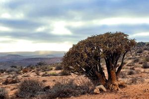 Nigramoep Slowliving Guest Farm